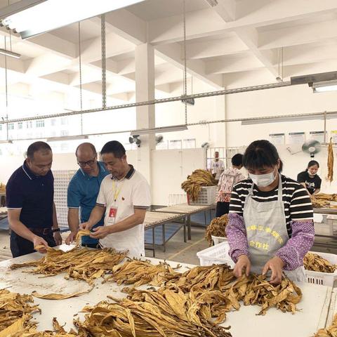 河北省保定市2025烟草开门红的长尾关键词有什么