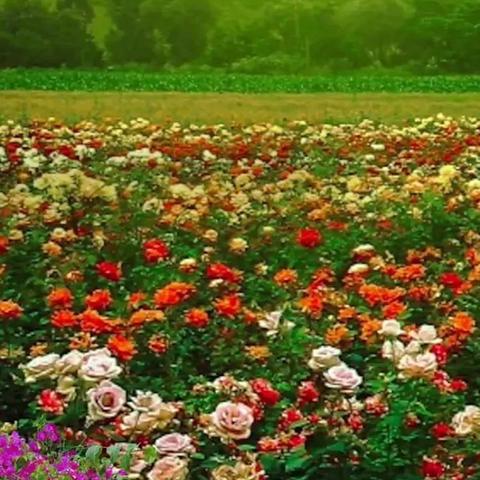 福建田园壁纸生产的相关长尾关键词有哪些