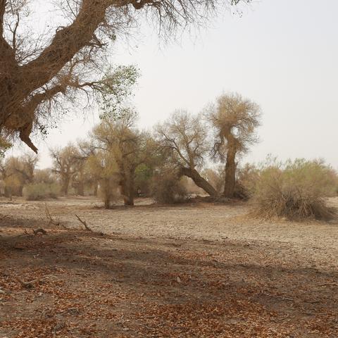 在地中海岸 有个奇特的“水泥色之城”：看不到一棵树！