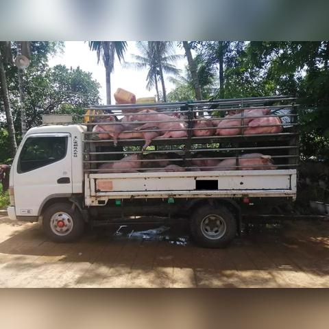 畜牧跨境电商平台官网 相关的长尾关键词有什么