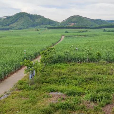 南宁市糖厂怎么样