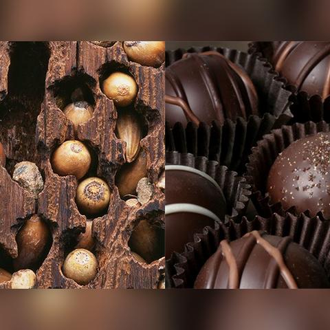 保定市巴西咖啡的长尾关键词有哪些