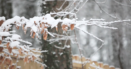 下雪天会冻死病毒吗低温多久