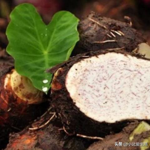 福建送槟榔怎么样