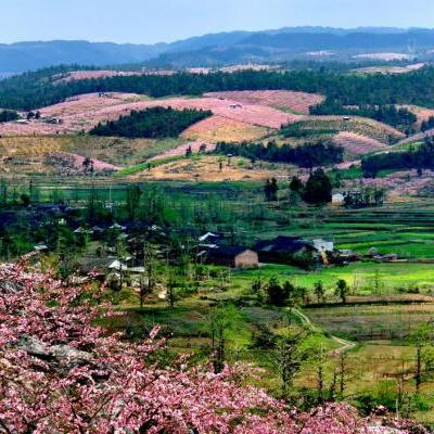 桂林哪里可以拍银杏叶片相关长尾关键词有哪些