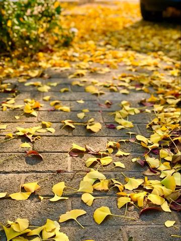 保定市哪里看银杏叶