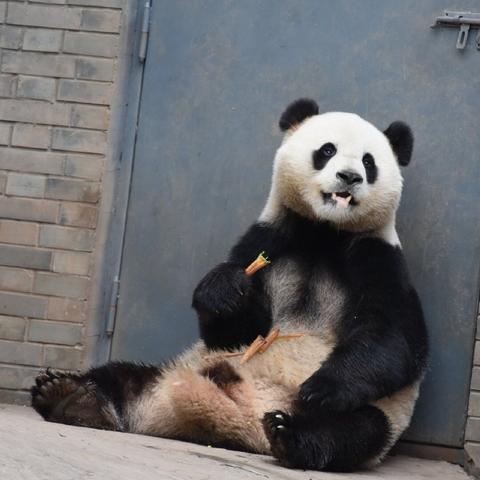 杨猫老公做什么的的长尾关键词有什么