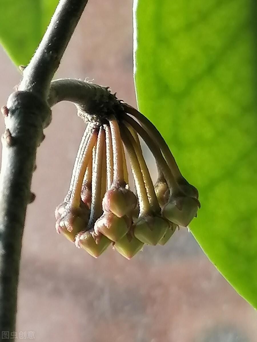 绣球花有毒吗 适合在室内养吗,绣球花可以种植多少年?