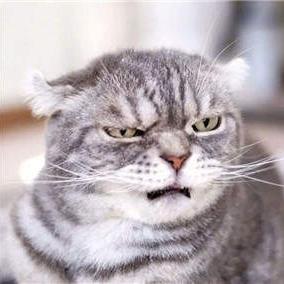 抖音国际版的猫