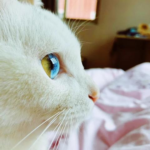 百度网盘下载彩虹猫怎么下载