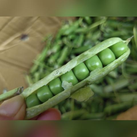 昆明市燃料颗粒厂的长尾关键词有什么