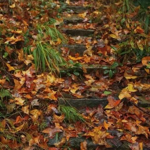 温州市红枫小院在哪里