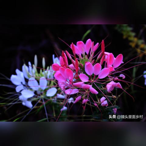 八字离婚后复婚算二婚吗知_八字离婚后复婚算二婚吗(八字怎么看离婚后又复婚)
