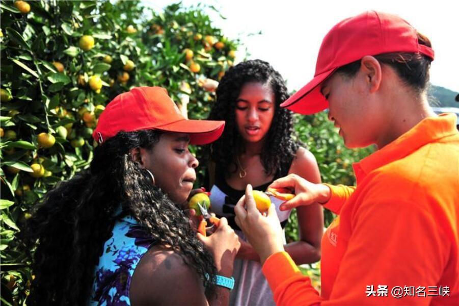 廣州柑橘種植手藝規程圖_果農在病蟲(chóng)害防治中常呈現的問(wèn)題有哪些