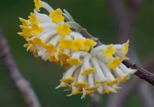 结香花有毒吗,什么树枝容易弯?