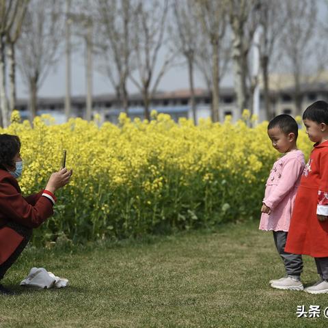 天津什么地方看油菜花好
