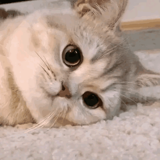 一大波猫咪动图表情包来袭啦！