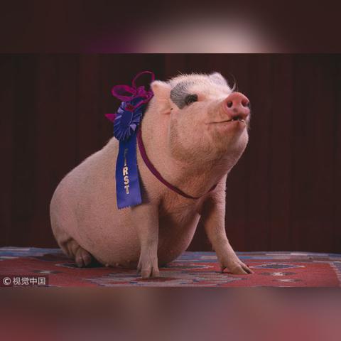 【哈尔滨今日生猪价格】2025年4月13日哈尔滨生猪价格是多少