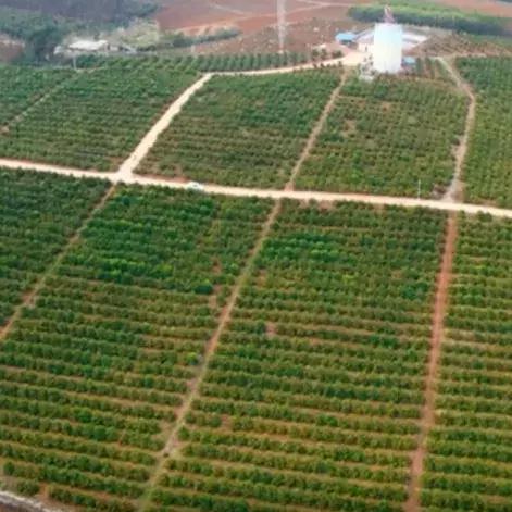 广西南宁武鸣沃柑采摘季节？