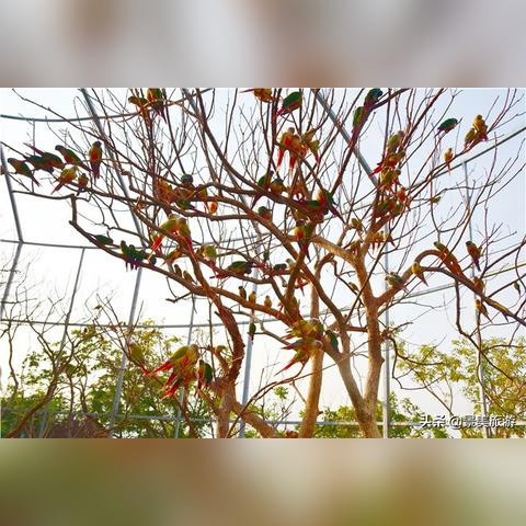 佛山市哪里有拉树木的车卖