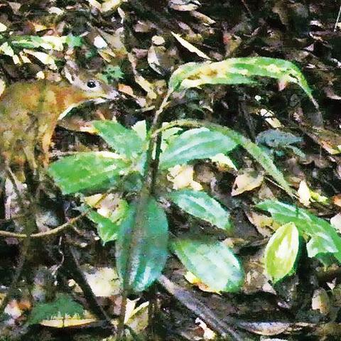 跨境电商扩展方向有哪些