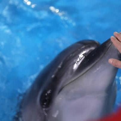合肥海洋馆晚上相关长尾关键词有哪些