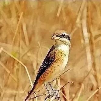 国外看图网站的长尾关键词有哪些