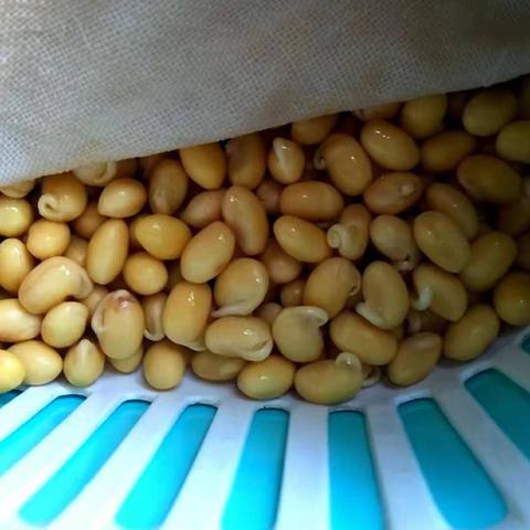 南宁豆小白的相关长尾关键词有哪些