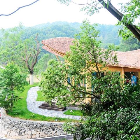 长沙市的古树是什么树