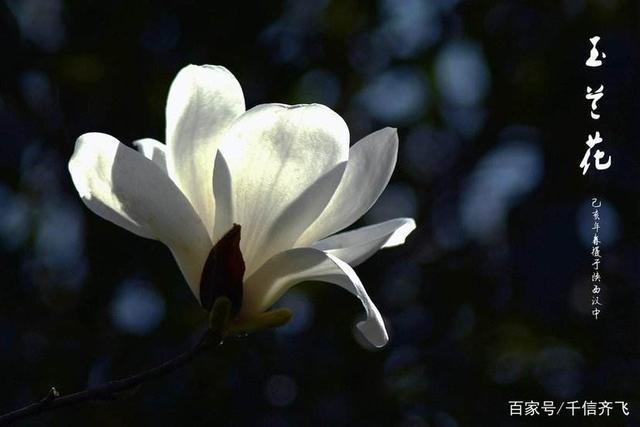 关于玉兰花的诗句