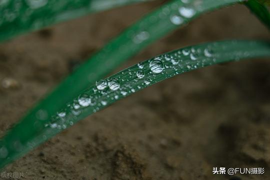 手机拍摄微距照片需要注意的四个构图原则，手机摄影干货教程