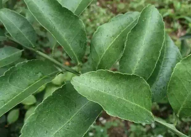 柑橘種植手藝團結(jié)期_如何能使酸柑根的砂糖桔來年多開花多掛果