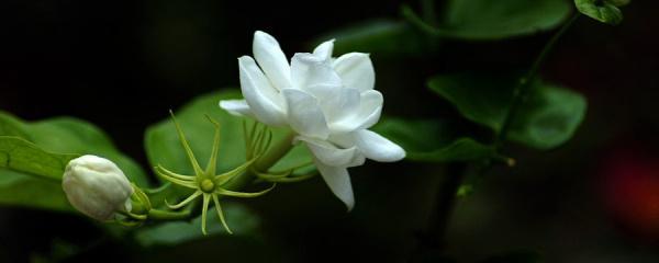 茉莉盆栽花变黄了,茉莉花叶子黄了怎么办?"