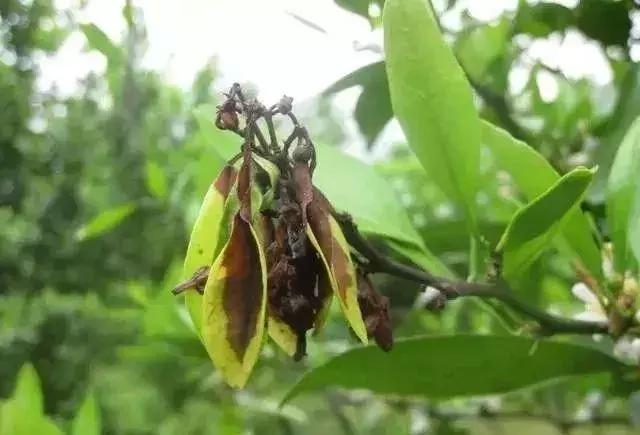 柑橘幼果提取物的功效与作用及副作用（柑橘幼果期氮磷钾如何合理供应）