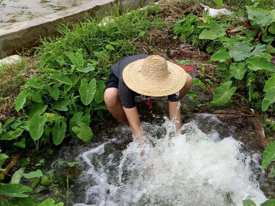 农村大叔用了一套循环方法，养殖2亩鱼塘，年利润高达十万元