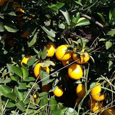 赣州市最近  橘子的长尾关键词有哪些