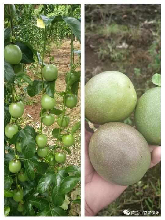 创业故事l国内百香果卖出进口百香果的价钱他是怎样做到的？