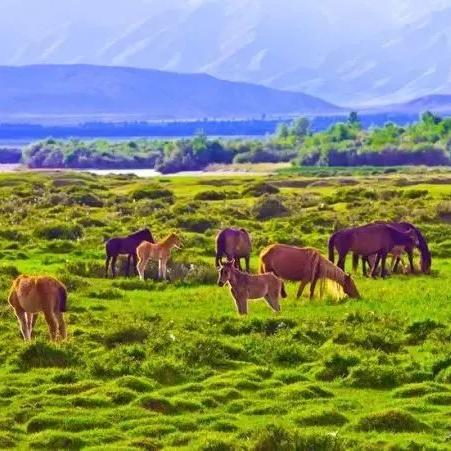 生肖马女七月运势如何(生肖马女七月运势如何呢)