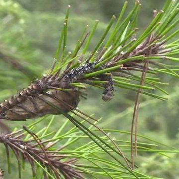 树林减少会有什么灾害