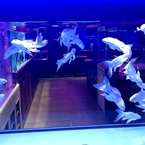天津观赏鱼生意怎么样啊