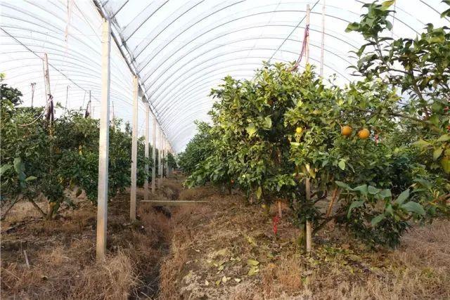 红美人柑橘栽培技术管理以及病虫害防治管理（红美人是什么菜）