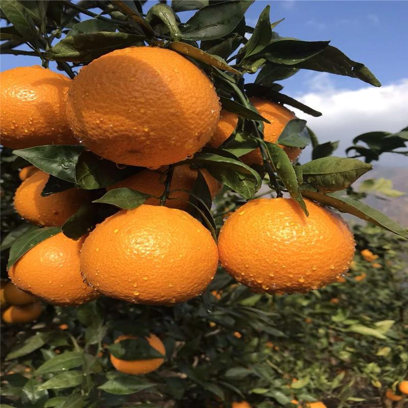 柑橘栽培技术图片大全（如何让柑橘又大又甜同时保花保果让果实膨大提升柑橘品质）