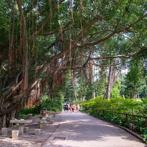 厦门植物园森林写真的相关长尾关键词有哪些