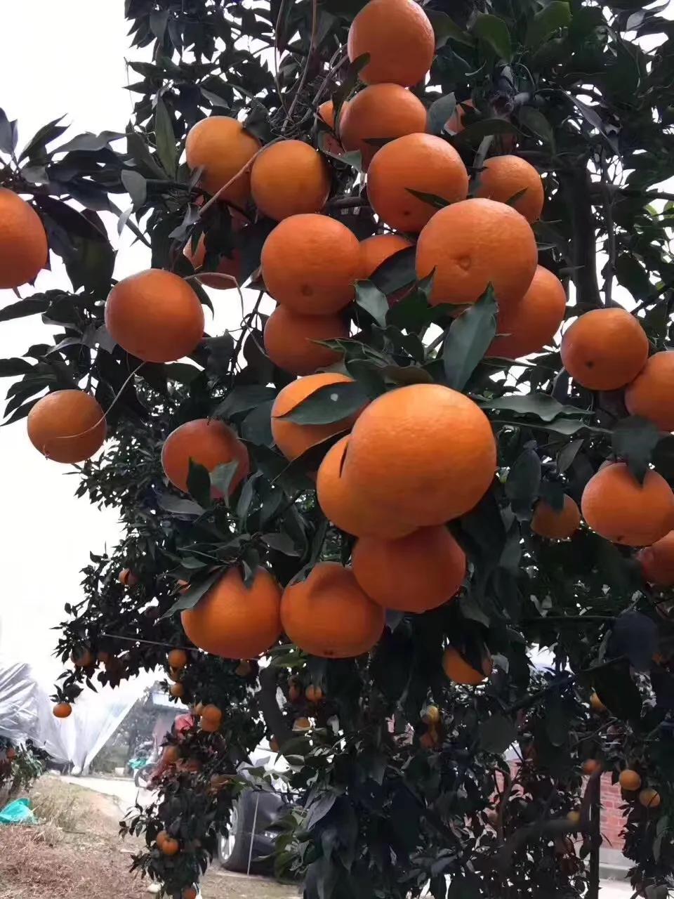 愛媛橙28號廣東能種植嗎_到底是四川愛媛橙好吃仍是贛南臍橙好吃