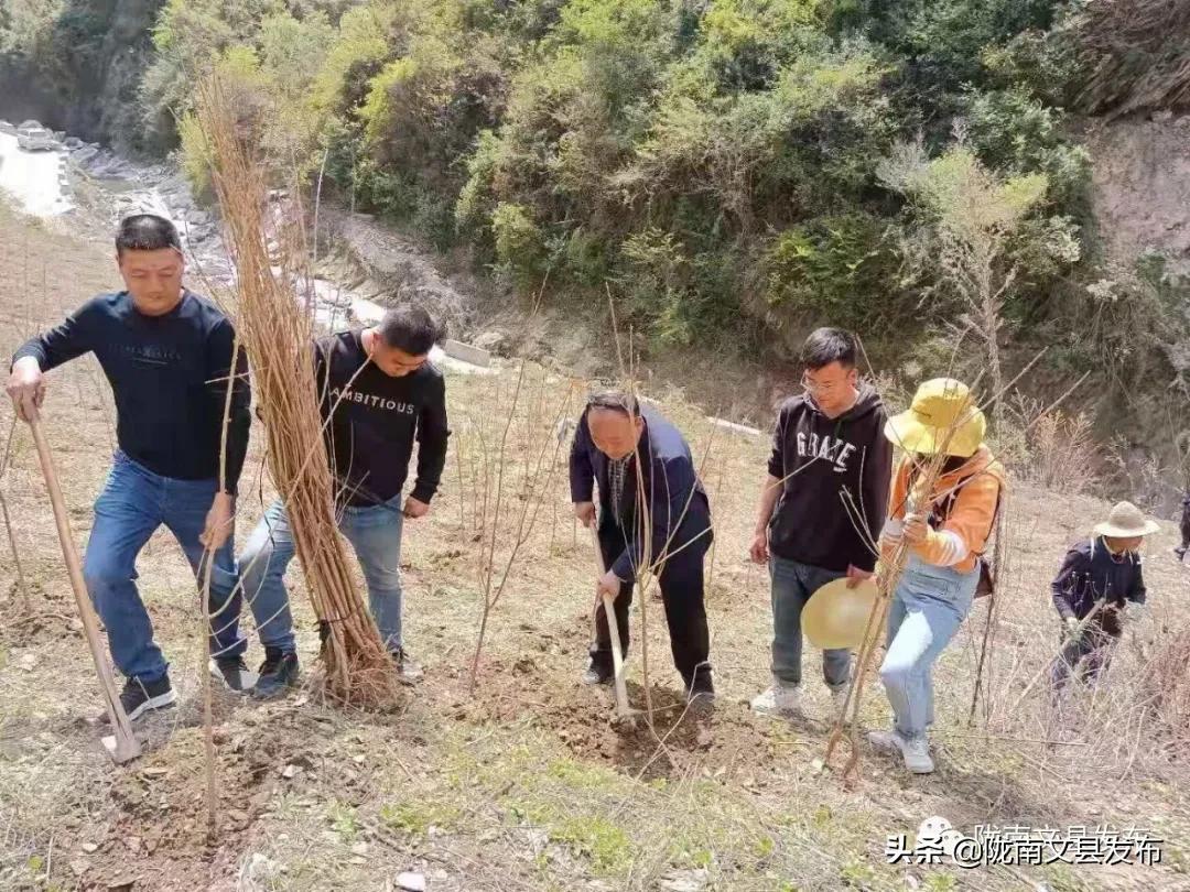 红枫树种植方法和注意事项,红枫树苗种植方法?