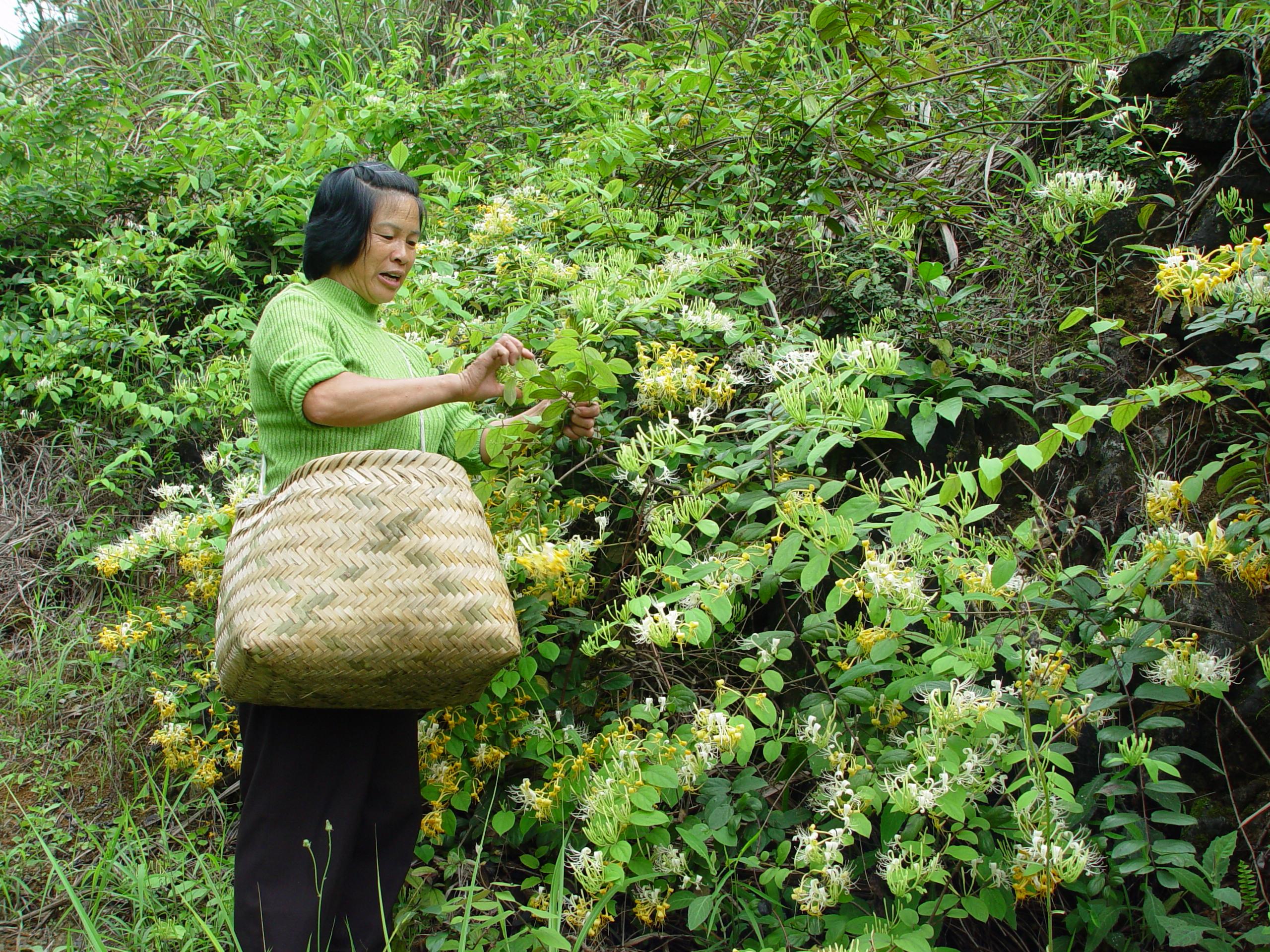 【好评中国】手绘|红色引擎驱动乡村蝶变