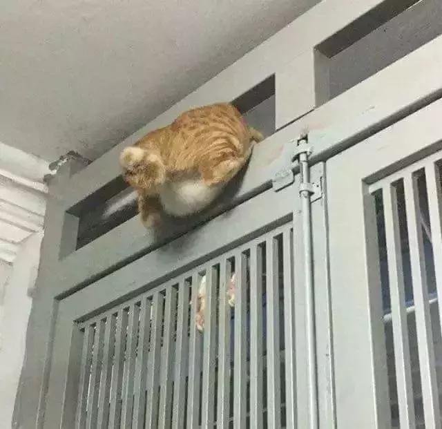 猫咪的身体为什么能像液体一样软
