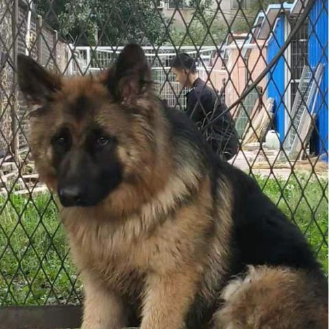 德牧借配沈阳相关长尾关键词有哪些