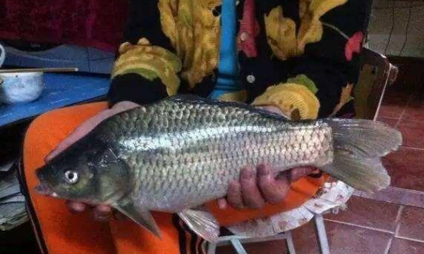 宝宝奶粉过敏能吃鱼吗