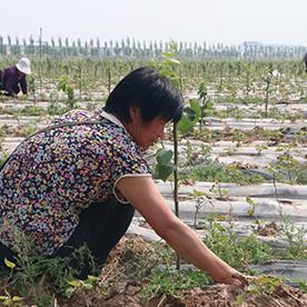 邯郸市哪里卖红薯粉条